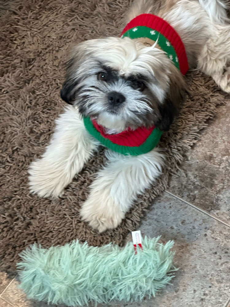 Dog In Sweater