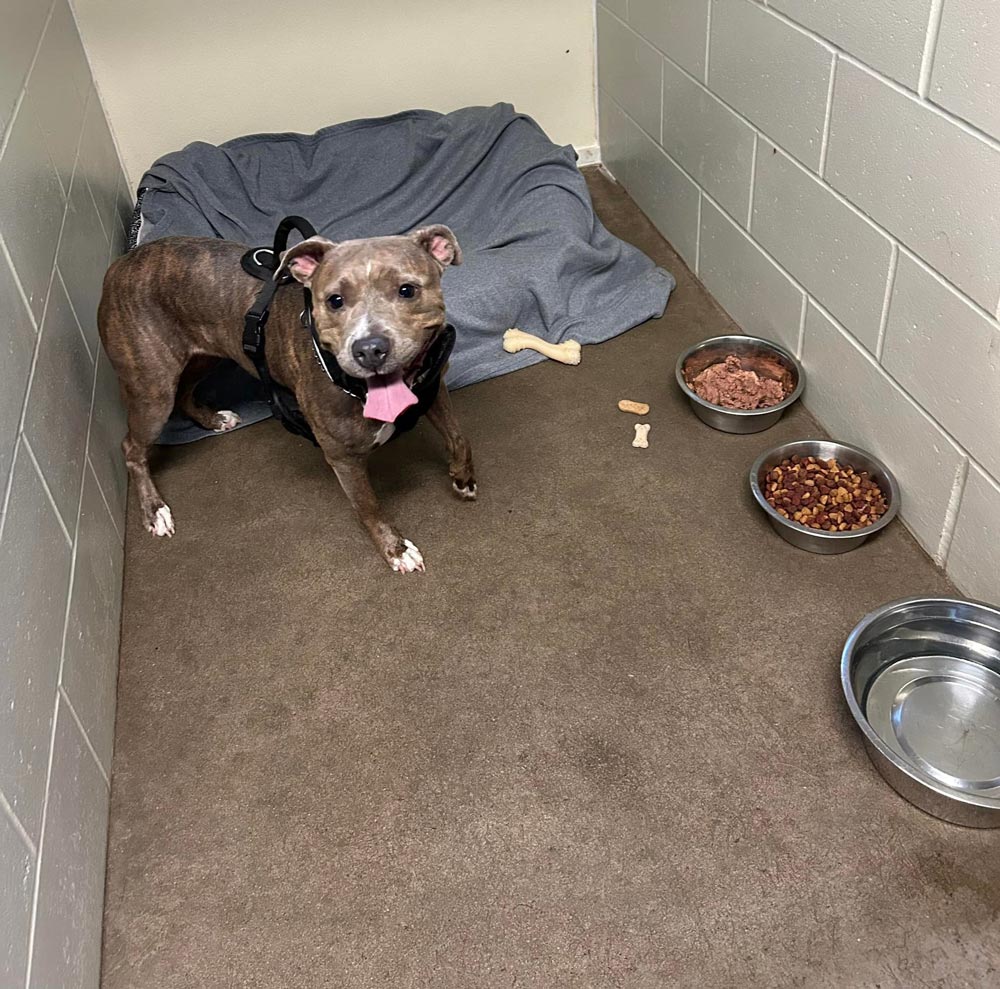 Dog With Food And Treats