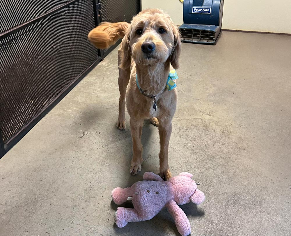 Dog With Stuffed Animal