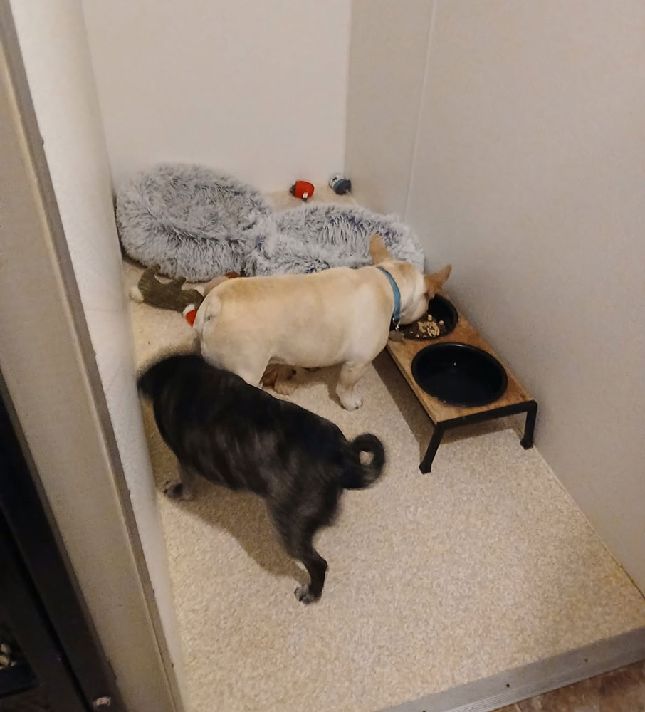 Pugs