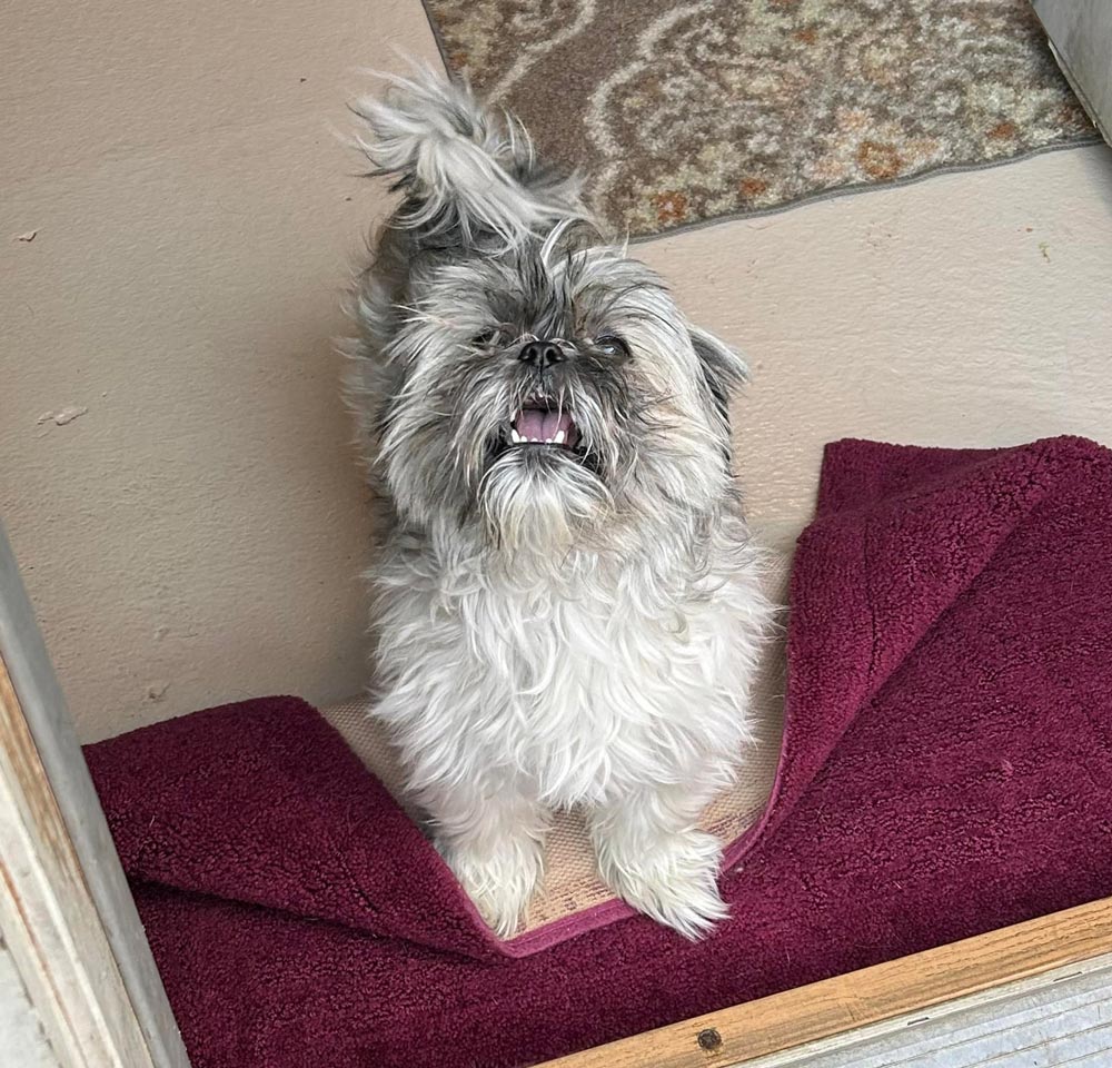 Small Dog